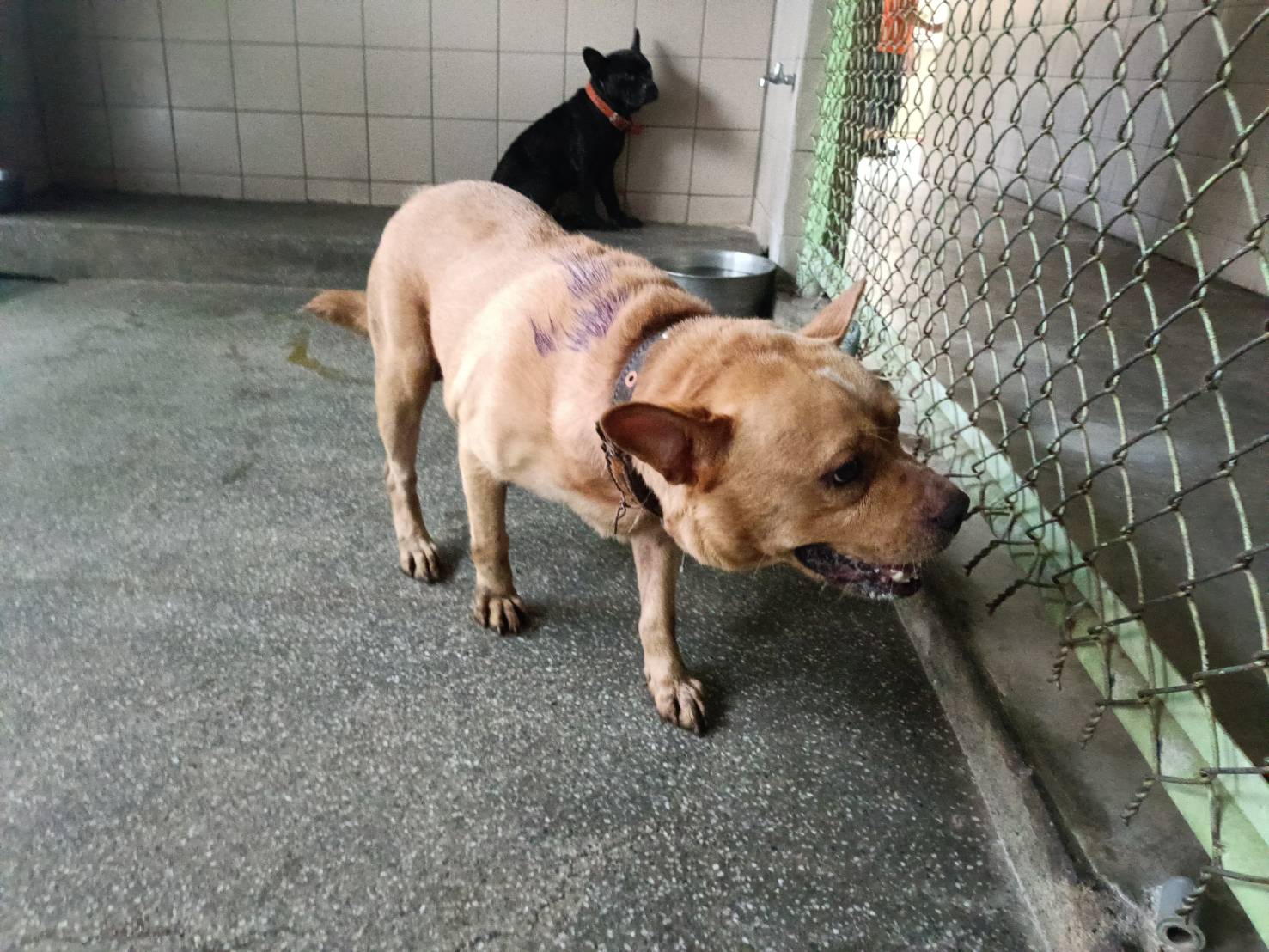 高雄市已領養狗 混種犬