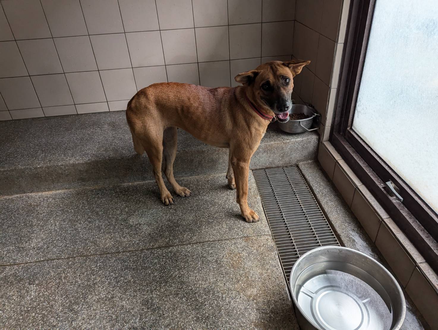 高雄市已領養狗 混種犬