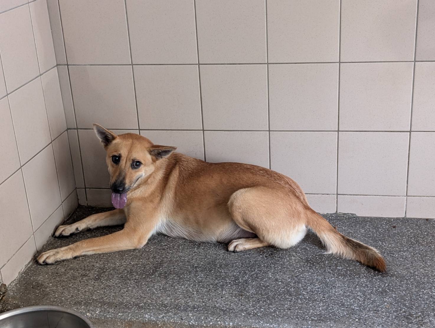 高雄市已領養狗 混種犬