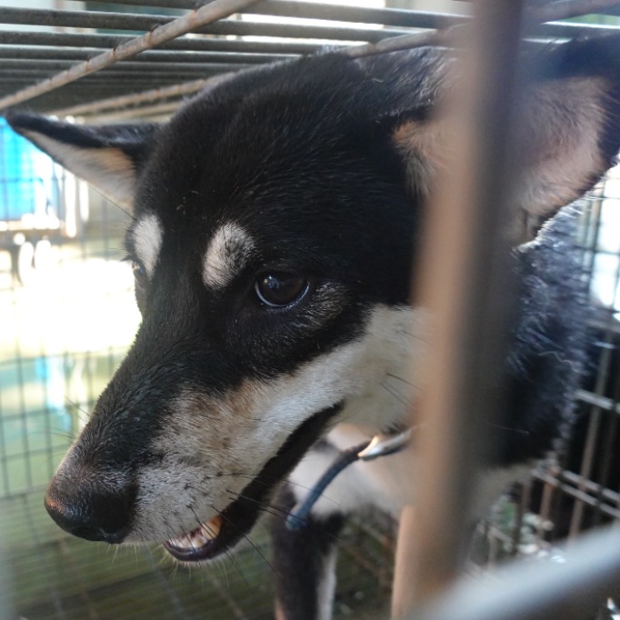 台南市已領養狗 柴犬