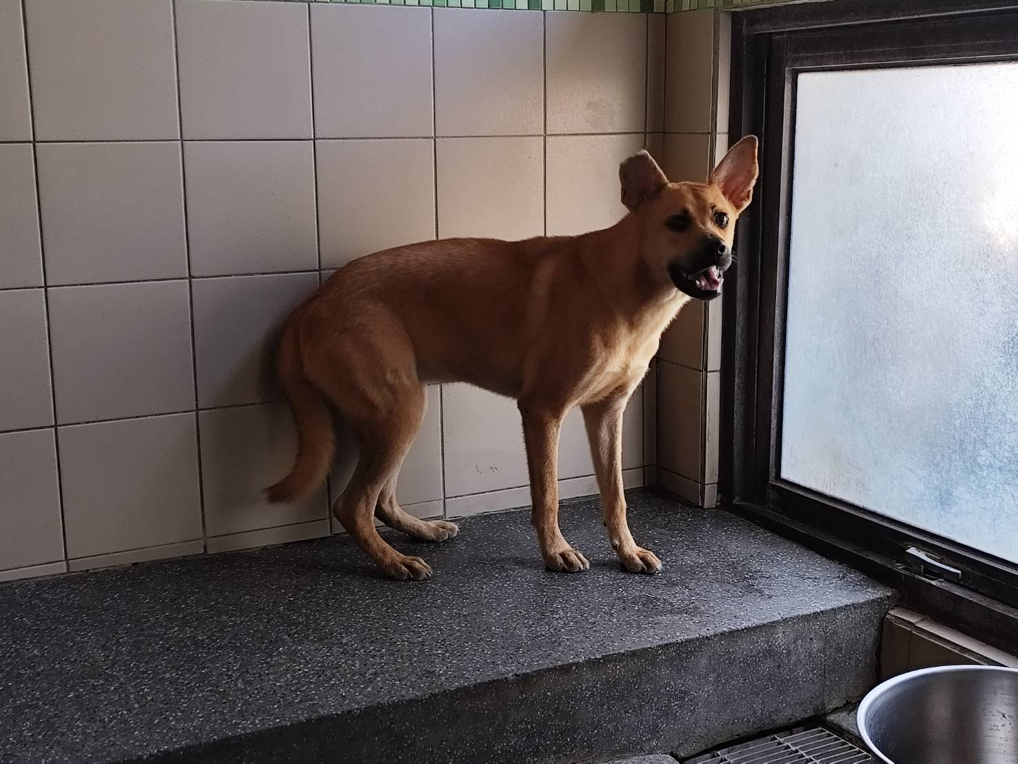 高雄市已領養狗 混種犬