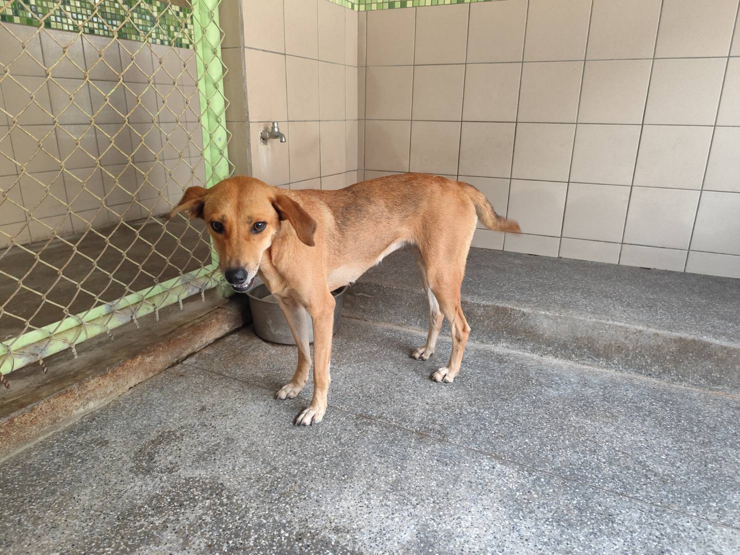 高雄市已領養狗 混種犬