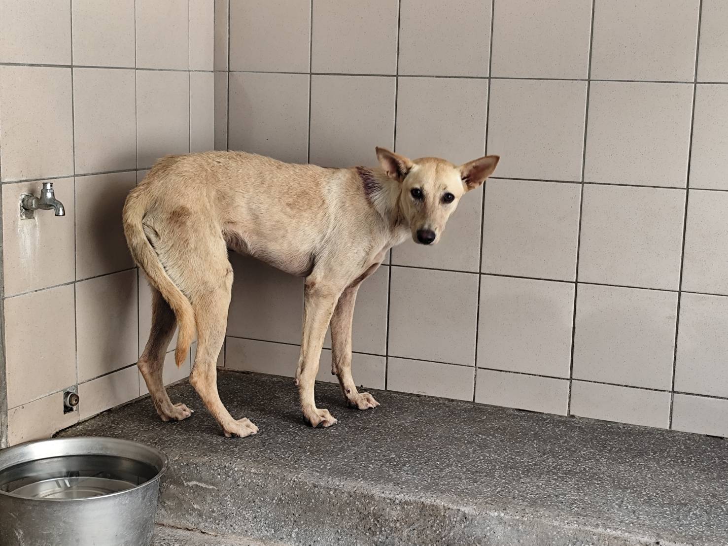 高雄市已領養狗 混種犬