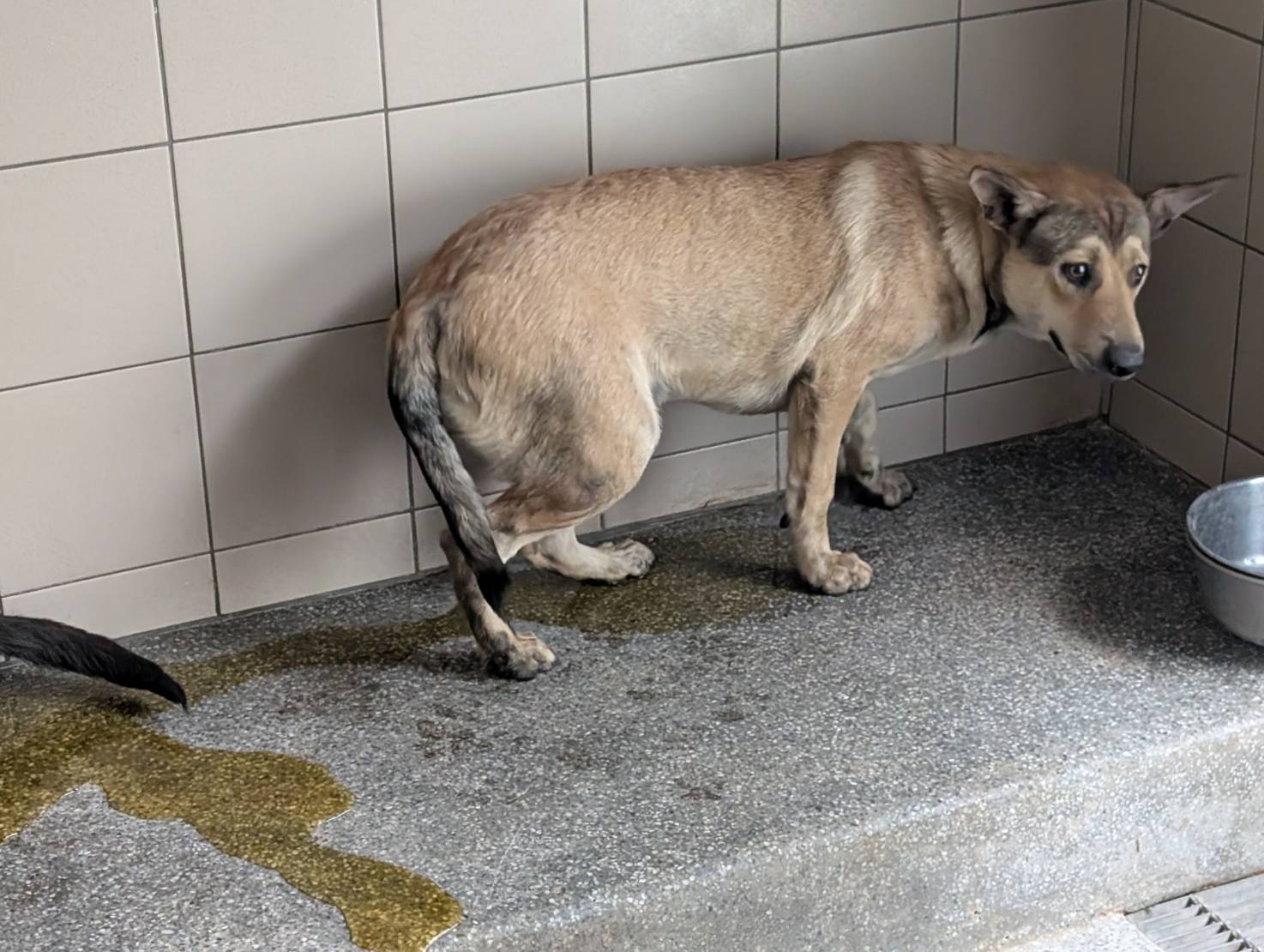 高雄市已領養狗 混種犬