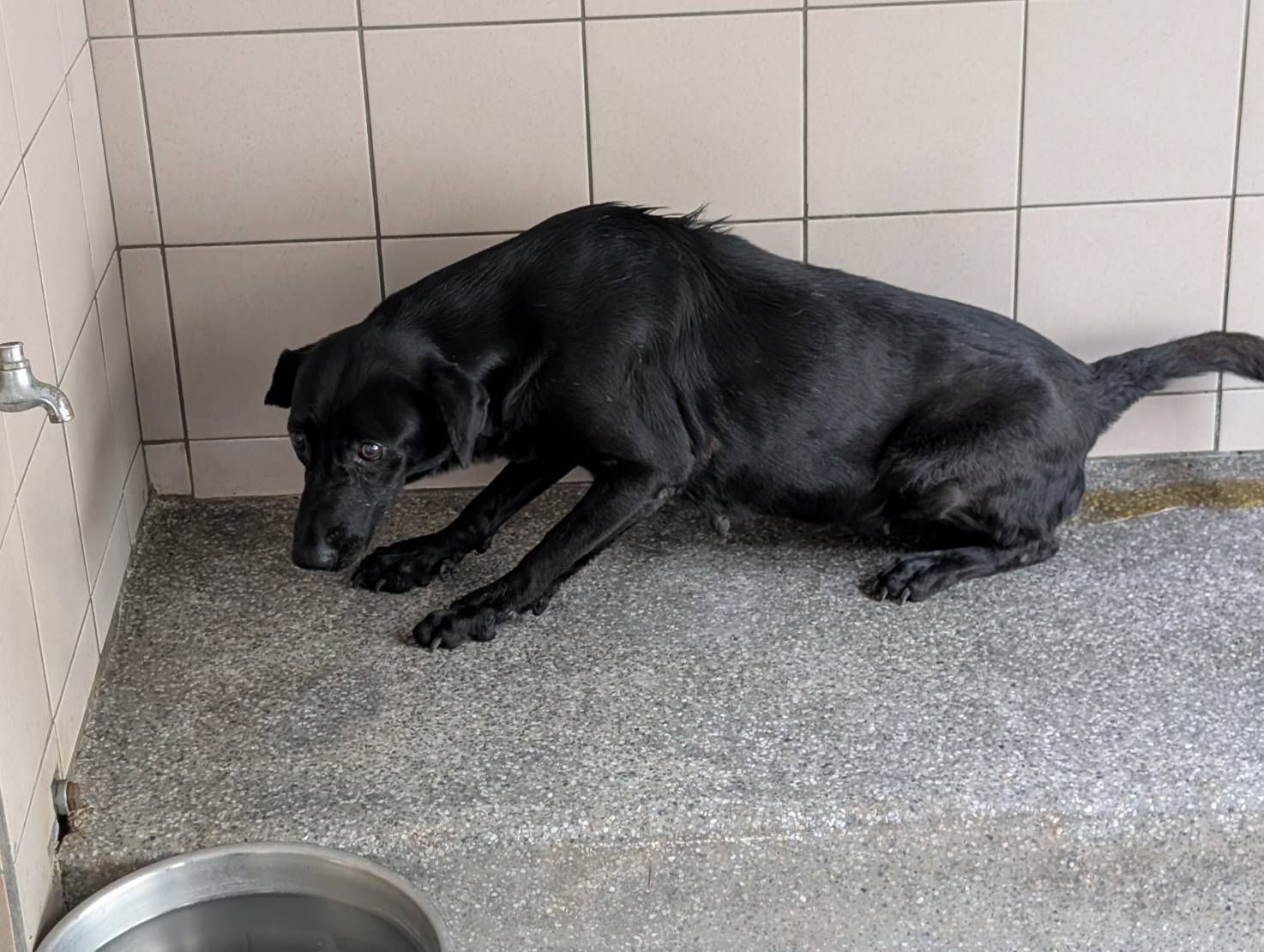 高雄市已領養狗 混種犬