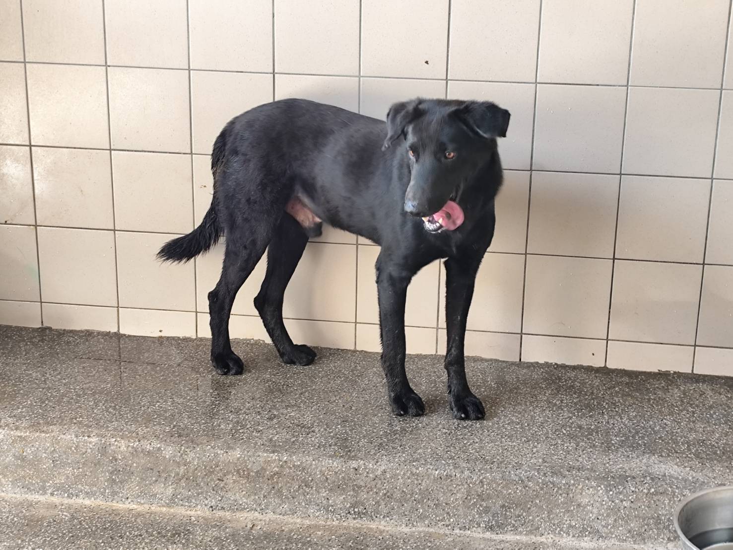 高雄市已領養狗 混種犬