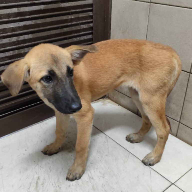 高雄市已領養狗 混種犬