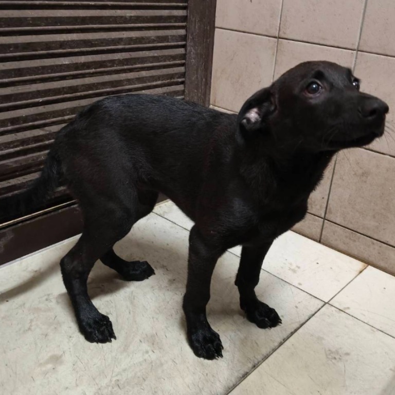 高雄市已領養狗 混種犬