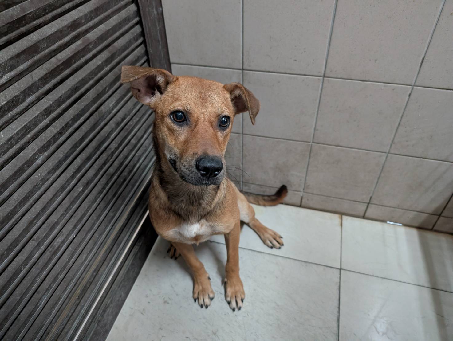 高雄市已領養狗 混種犬