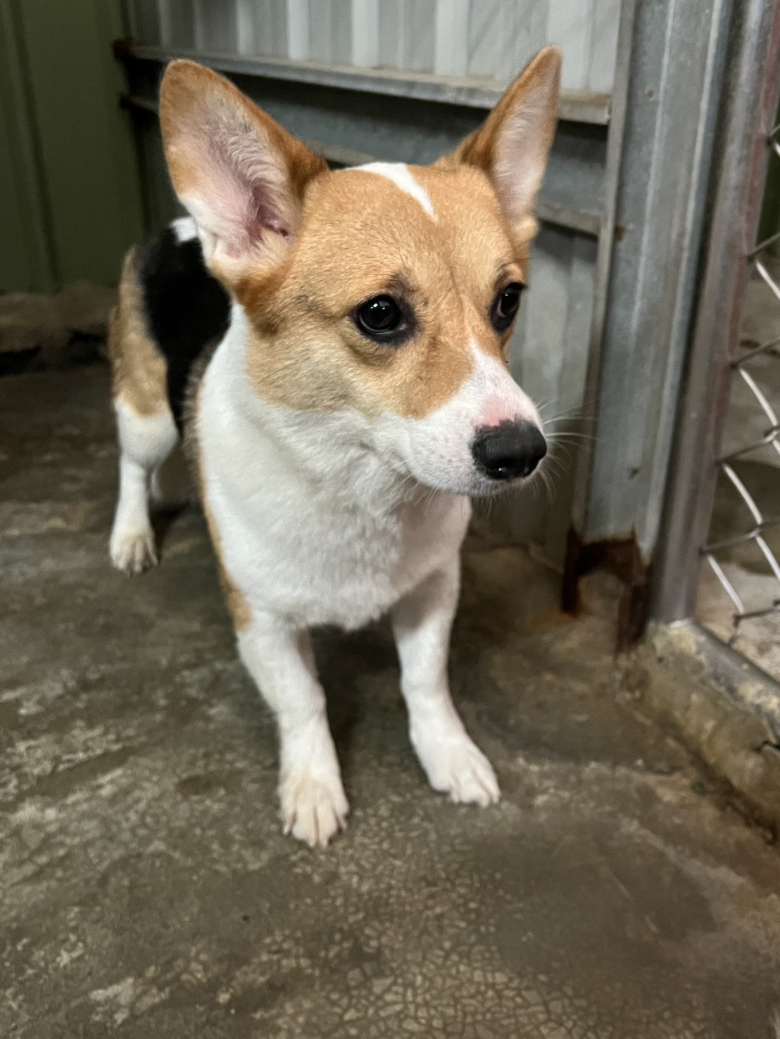 新北市已領養狗 威爾斯柯基犬