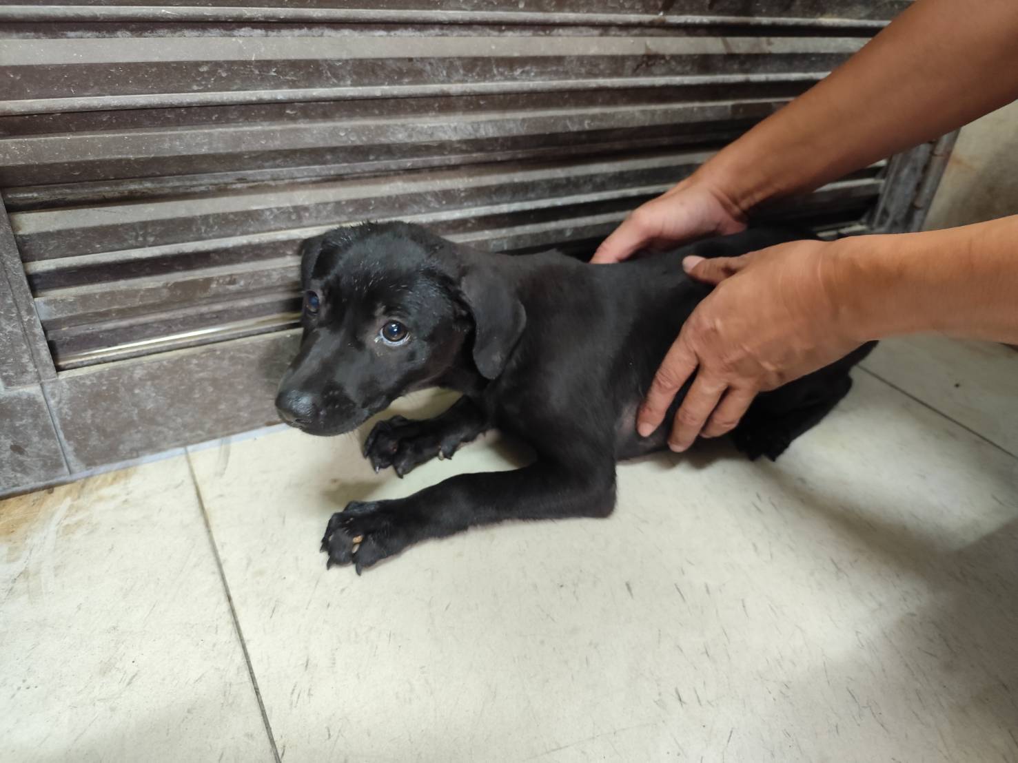 高雄市已領養狗 混種犬