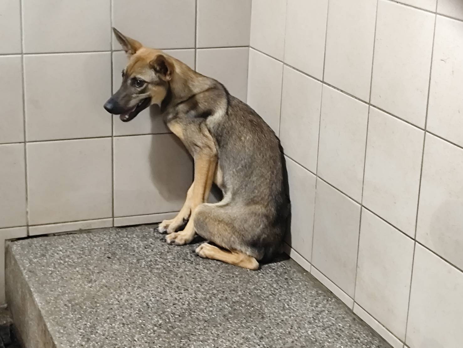 高雄市已領養狗 混種犬