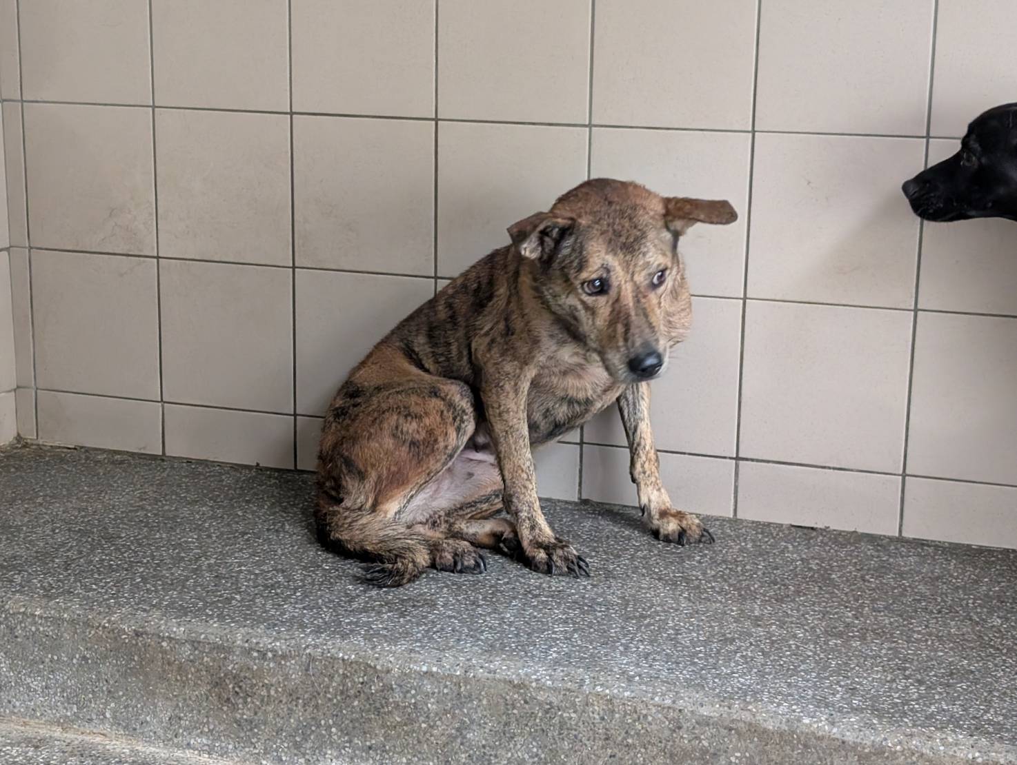 高雄市已領養狗 混種犬