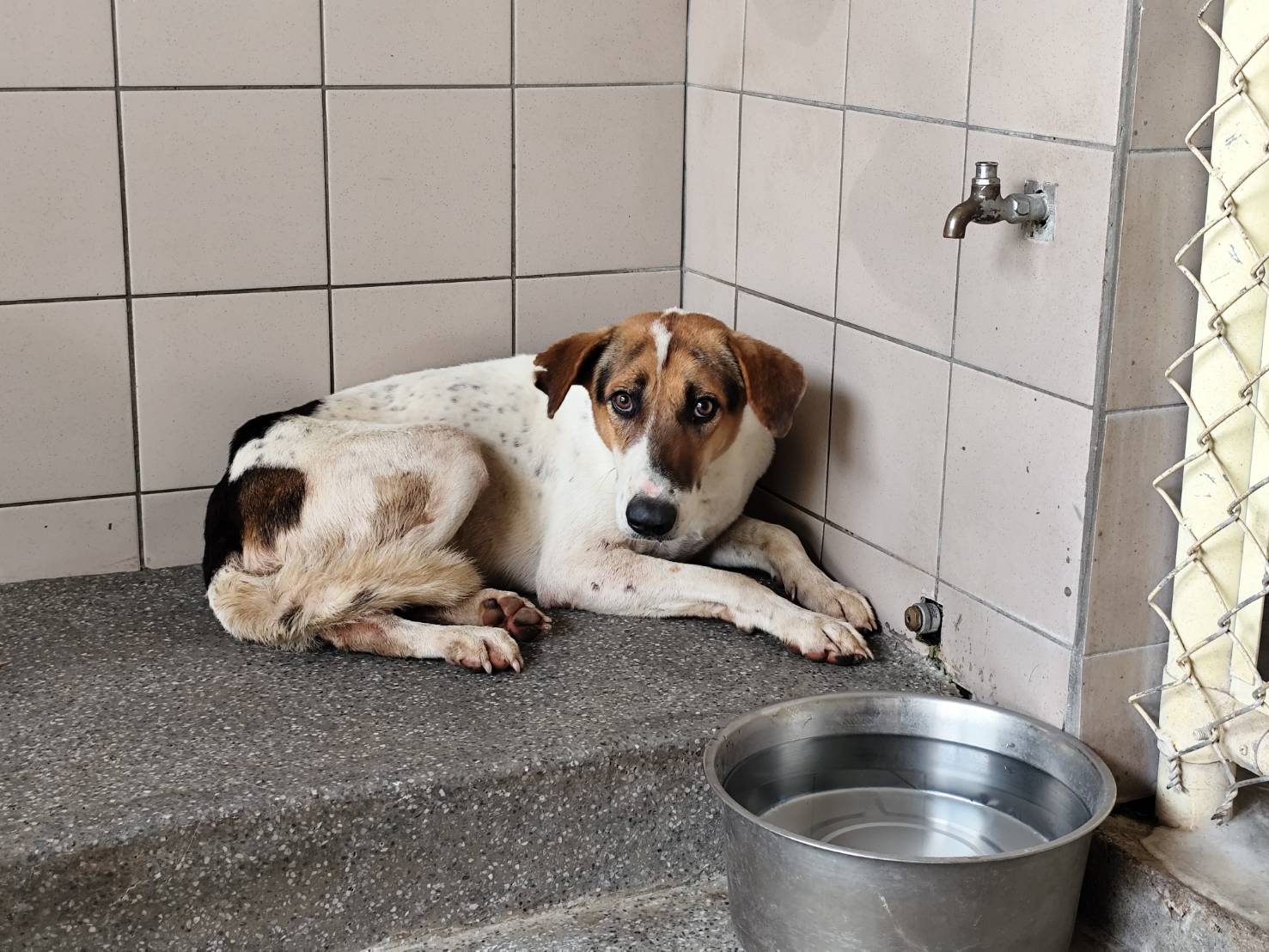 高雄市已領養狗 混種犬