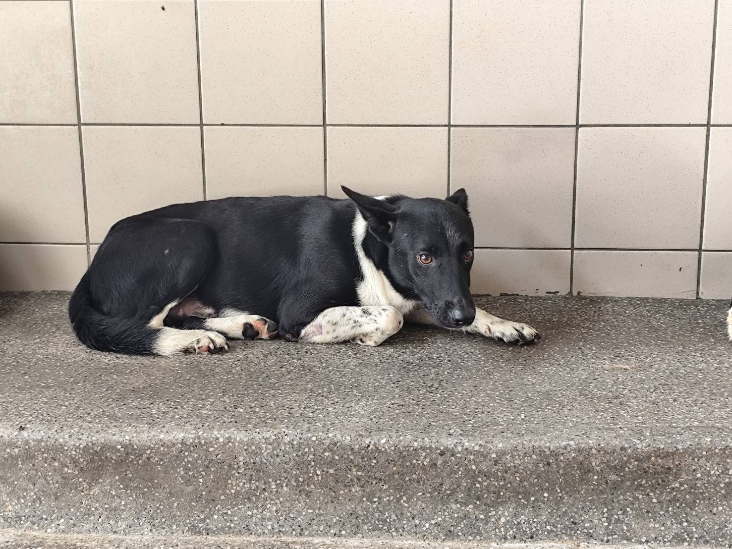 高雄市已領養狗 混種犬