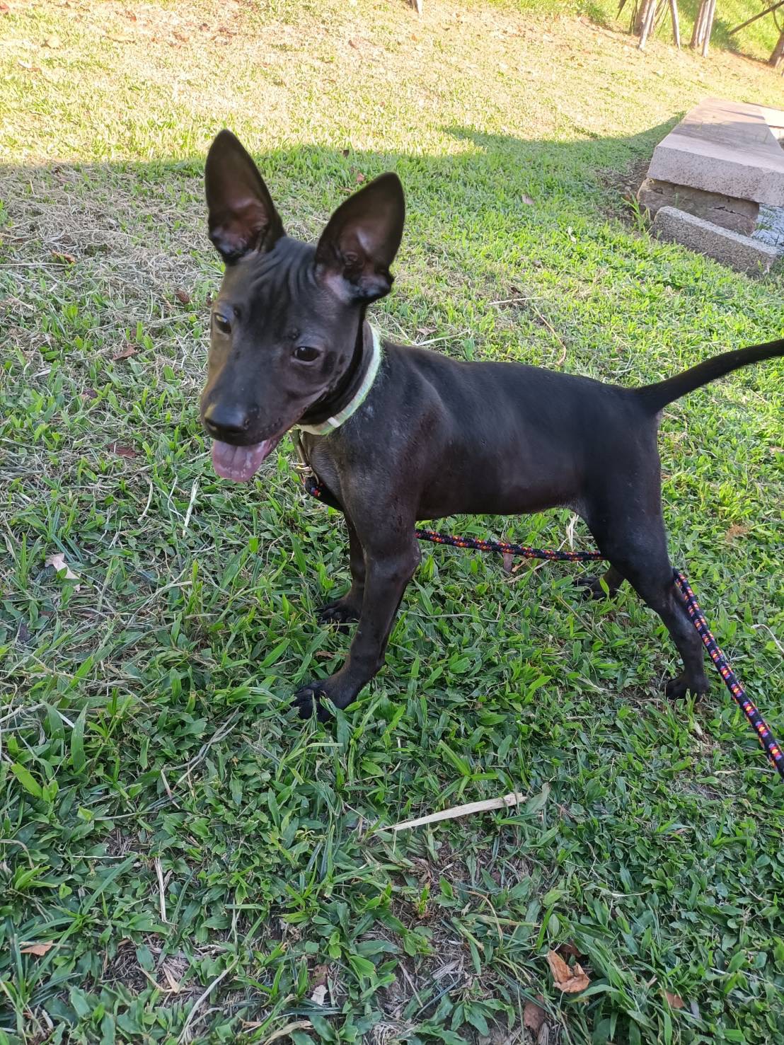 新北市已領養狗 混種犬
