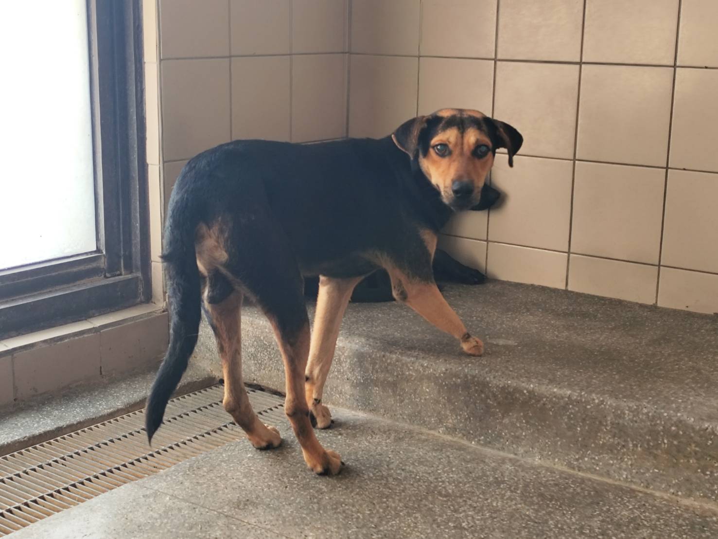 高雄市已領養狗 混種犬