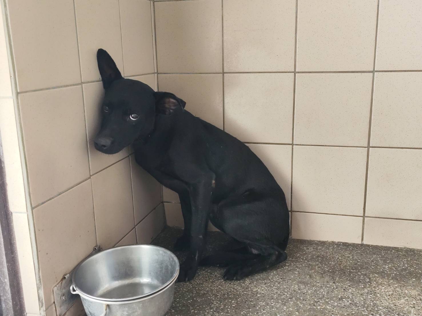 高雄市已領養狗 混種犬