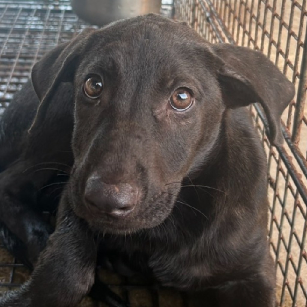 澎湖縣已領養狗 混種犬