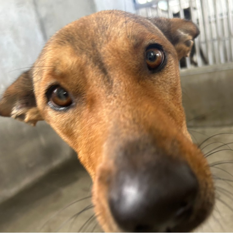 澎湖縣已領養狗 混種犬