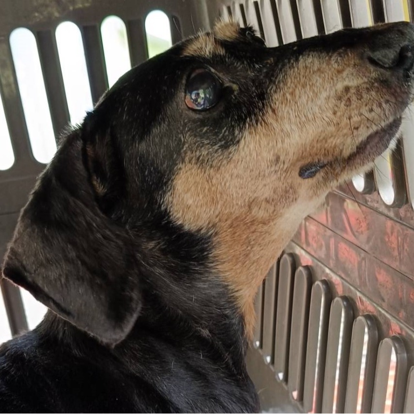 新北市待認養狗 臘腸犬