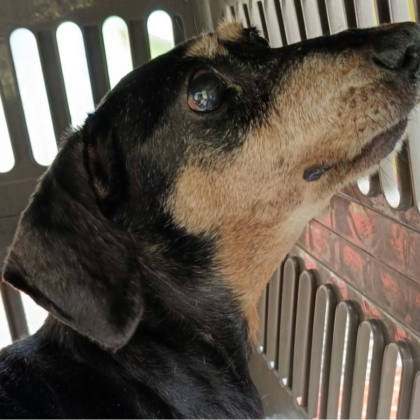 新北市待認養狗｜臘腸犬｜黑黃色｜母