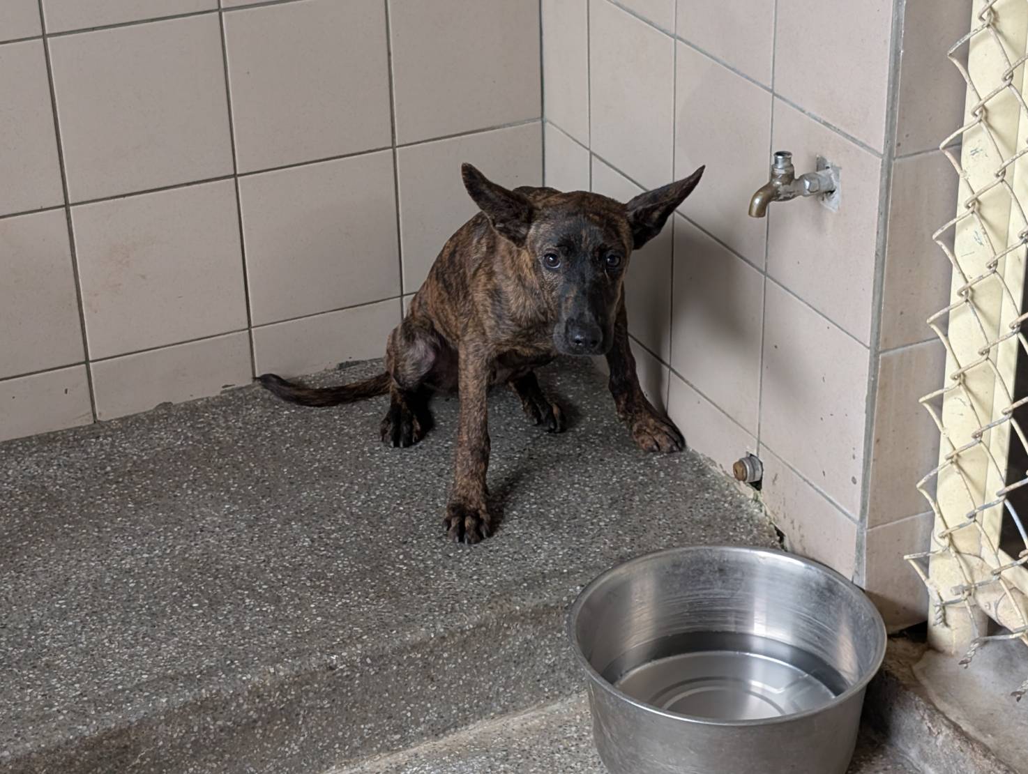高雄市已領養狗 混種犬