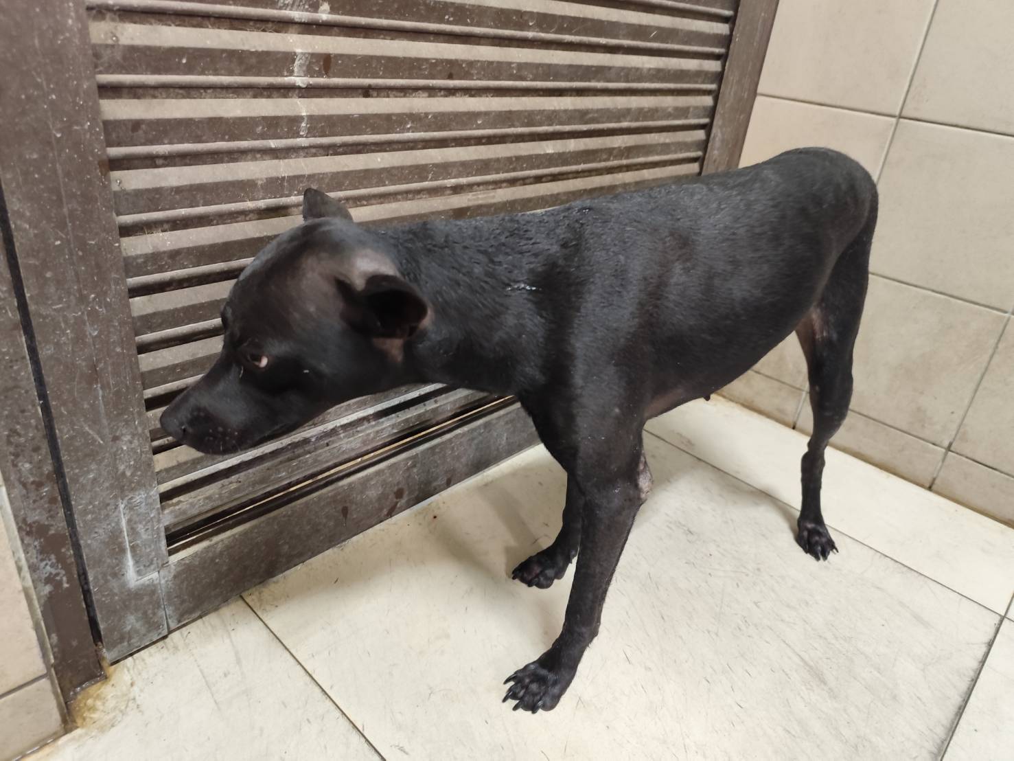 高雄市已領養狗 混種犬