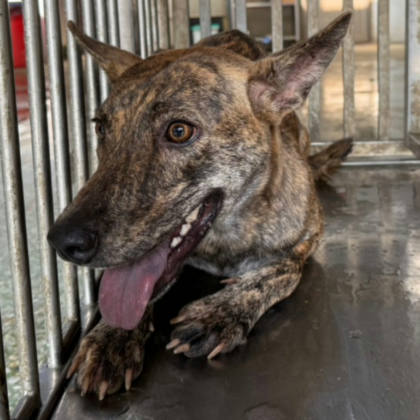 台南市待認養狗｜混種犬｜母