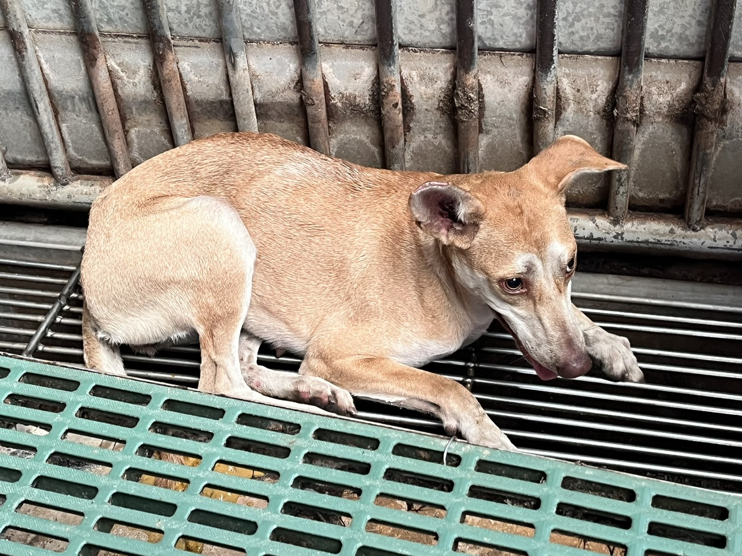 彰化縣已領養狗 混種犬