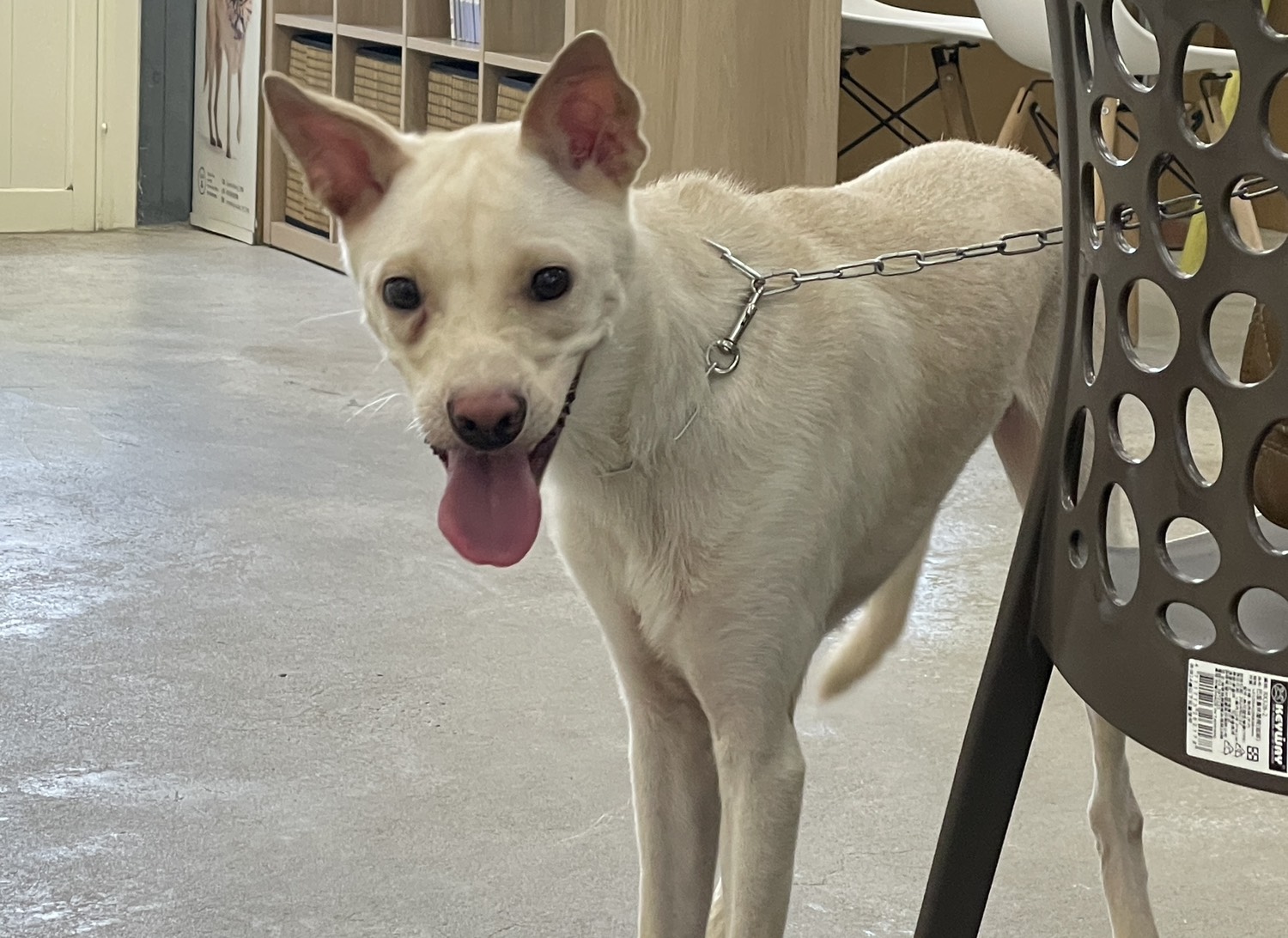 台北市已領養狗 混種犬