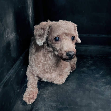 新北市待認養狗｜混種犬｜棕色｜母