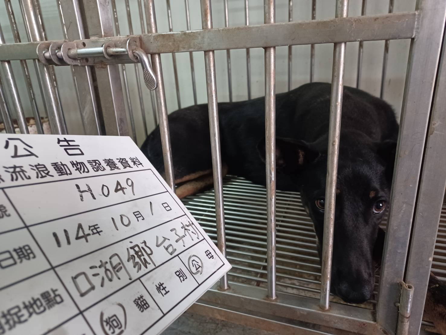 雲林縣已領養狗 混種犬