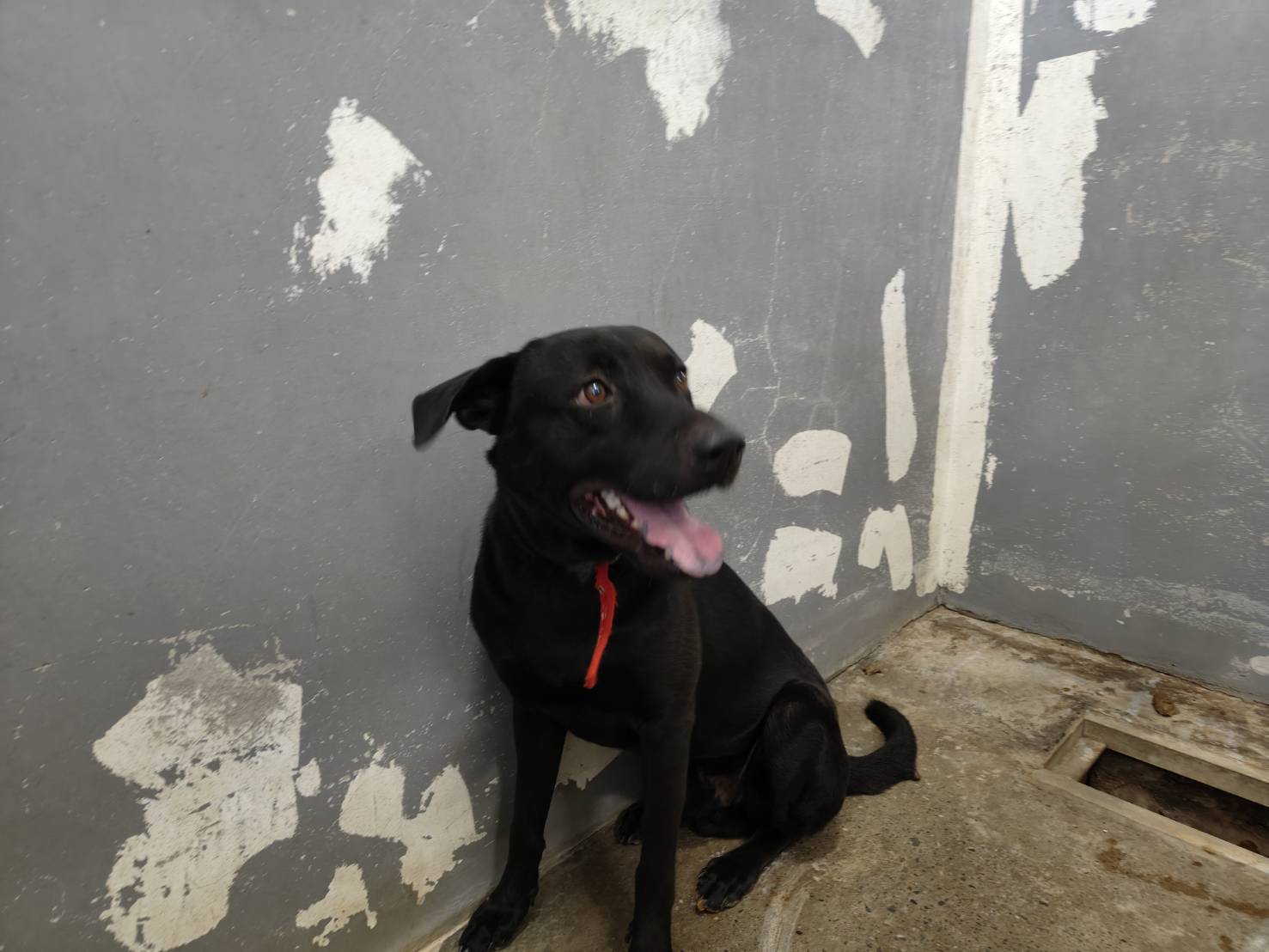新竹市已領養狗 混種犬