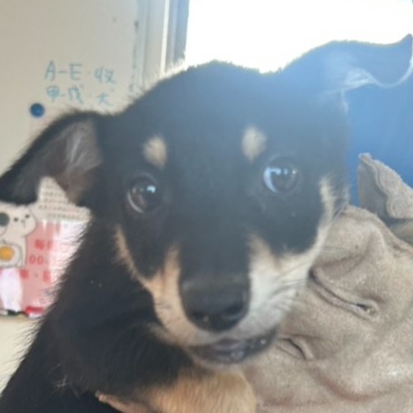 澎湖縣已領養狗 混種犬