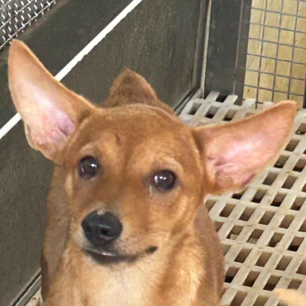 澎湖縣已領養狗 混種犬