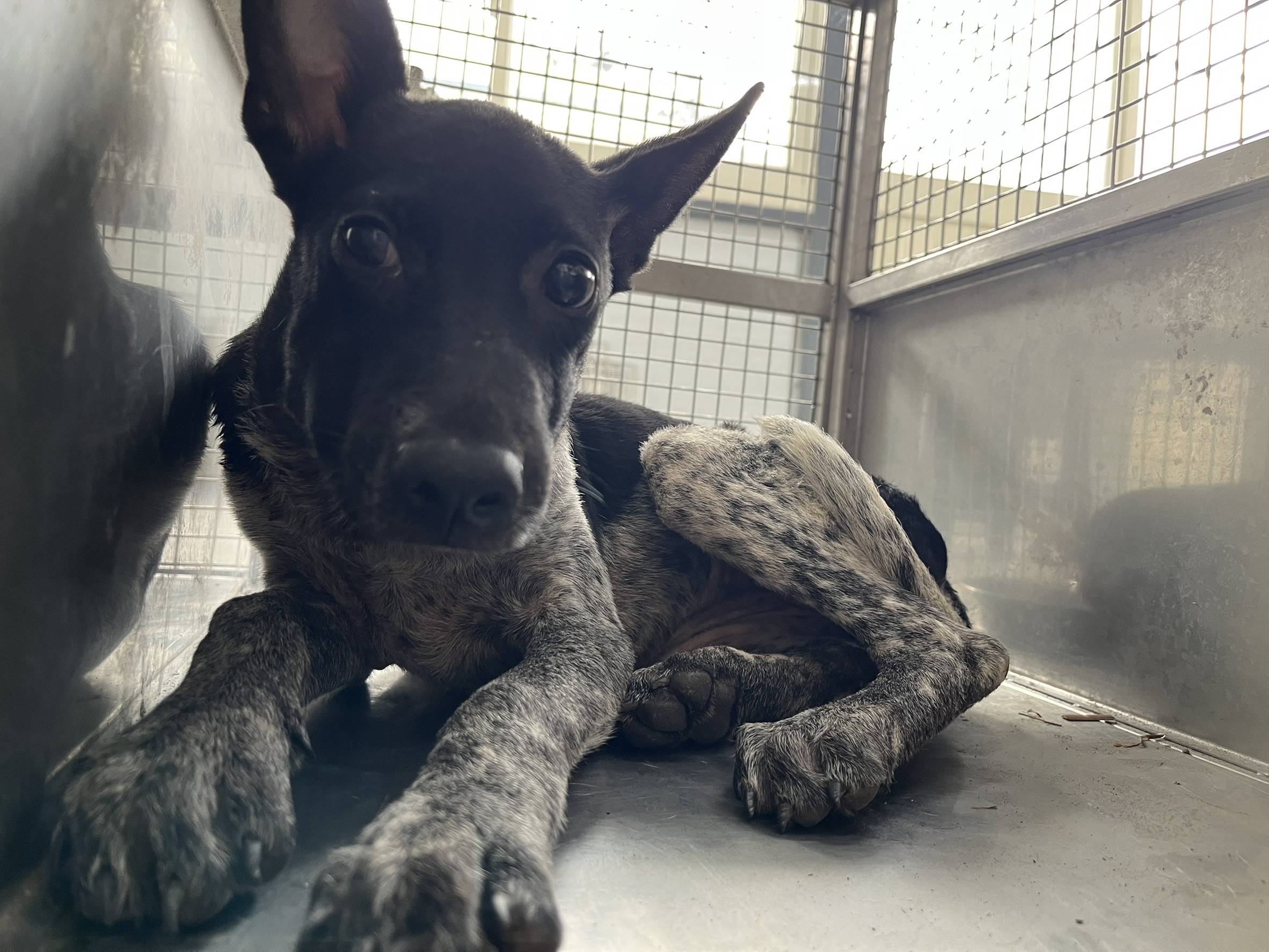 台北市已領養狗 混種犬