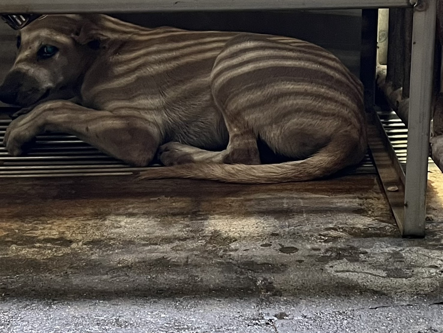 彰化縣已領養狗 混種犬