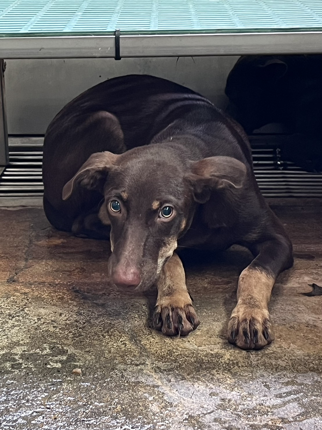 彰化縣已領養狗 混種犬