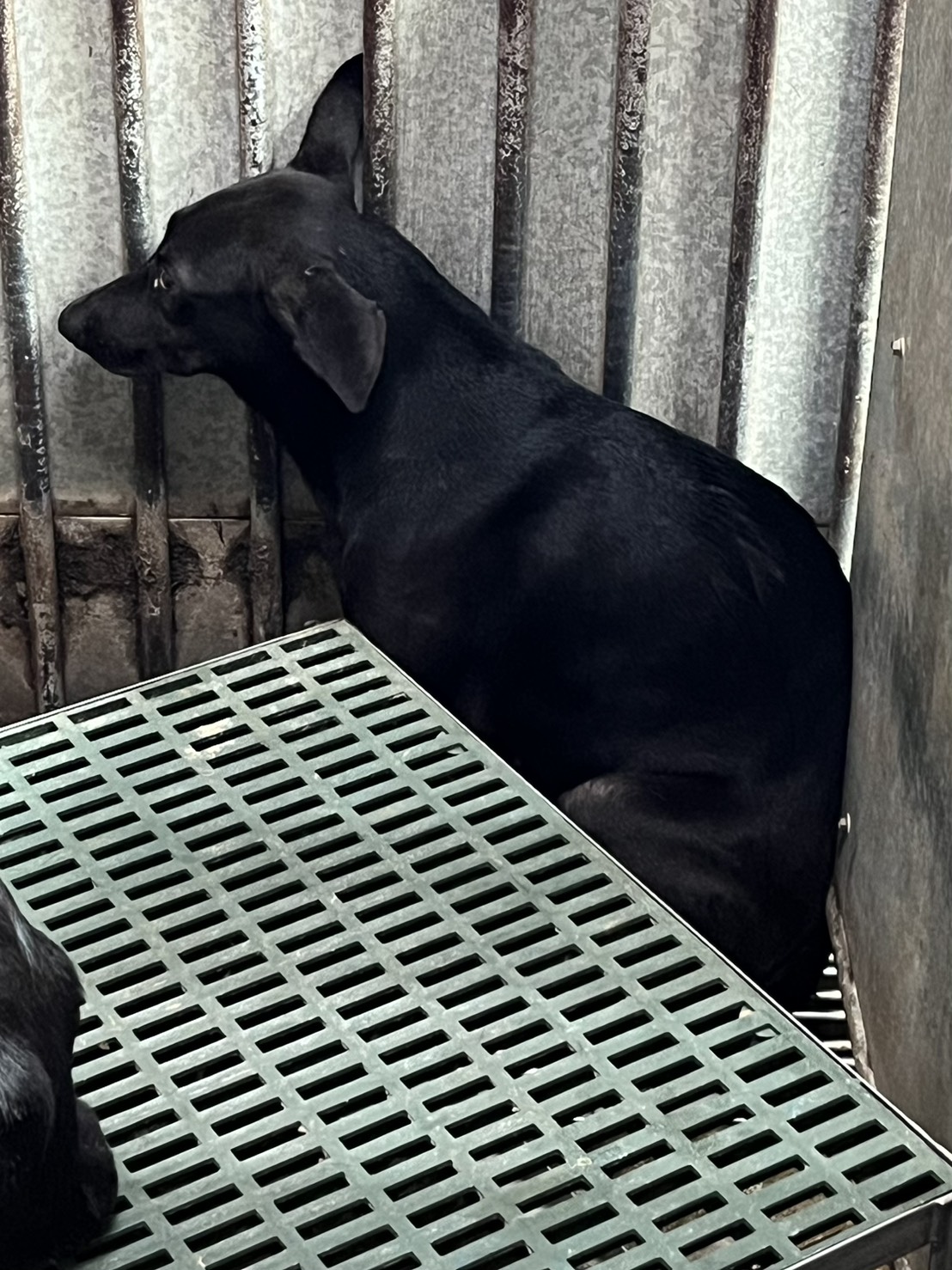 彰化縣已領養狗 混種犬