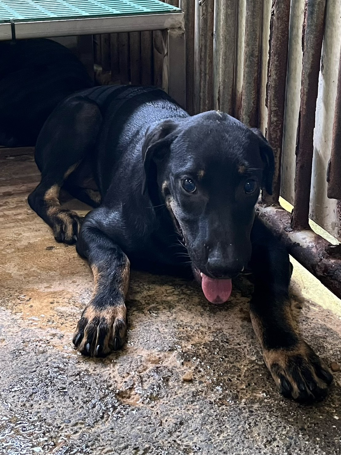 彰化縣已領養狗 混種犬