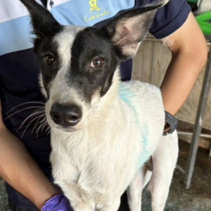 台南市待認養狗｜混種犬｜黑白色｜公