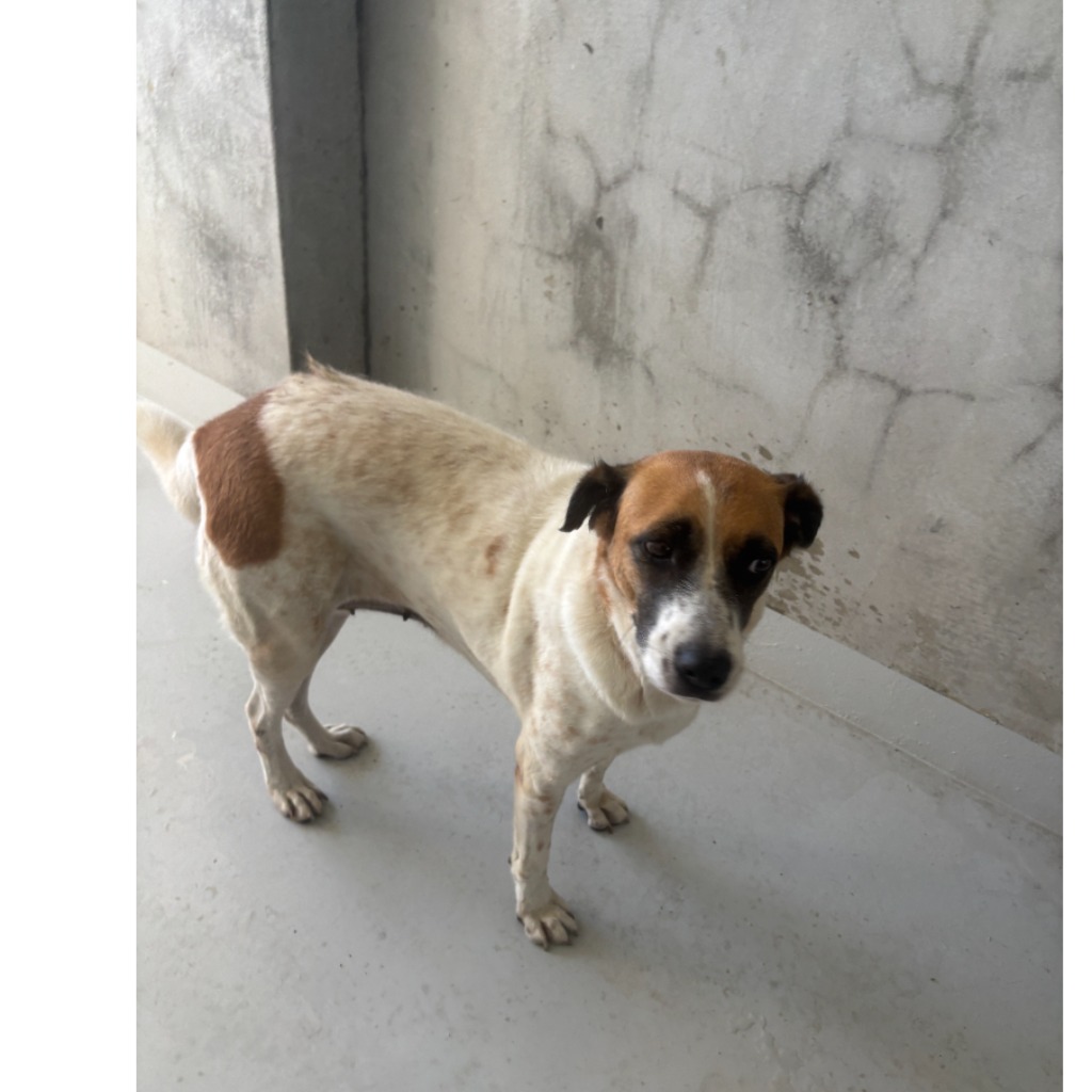 基隆市已領養狗 混種犬