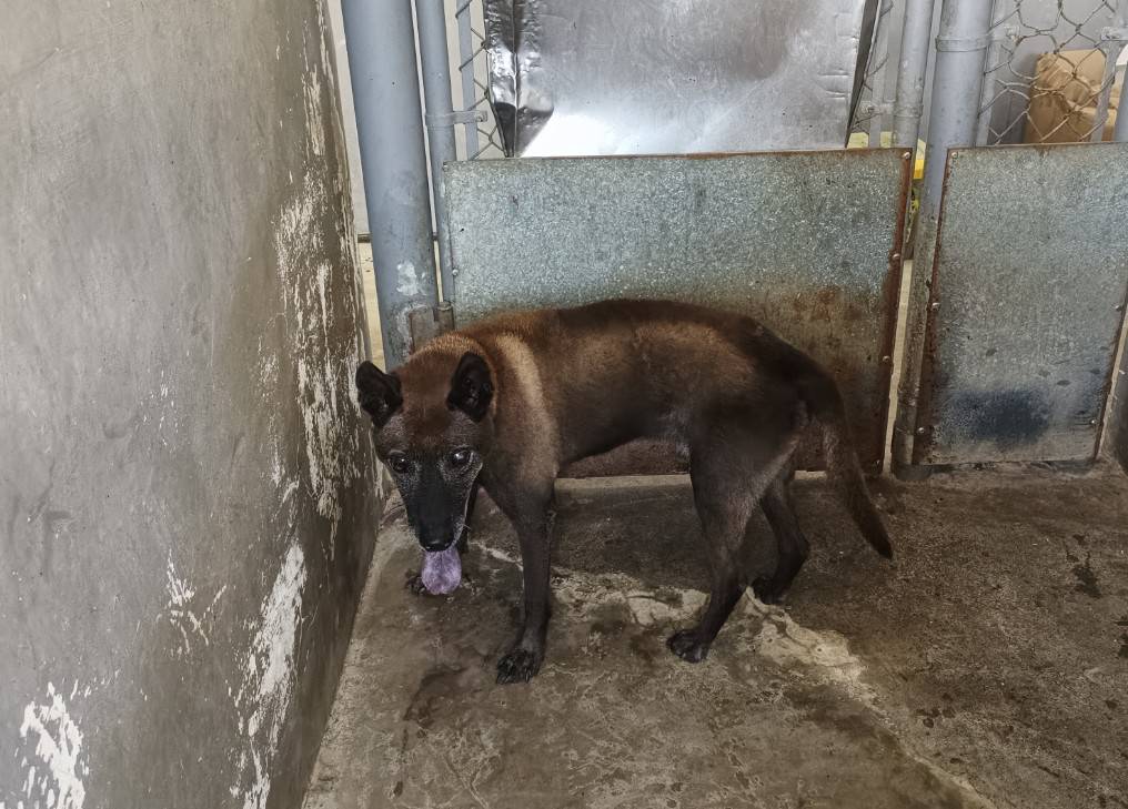 新竹市已領養狗 混種犬