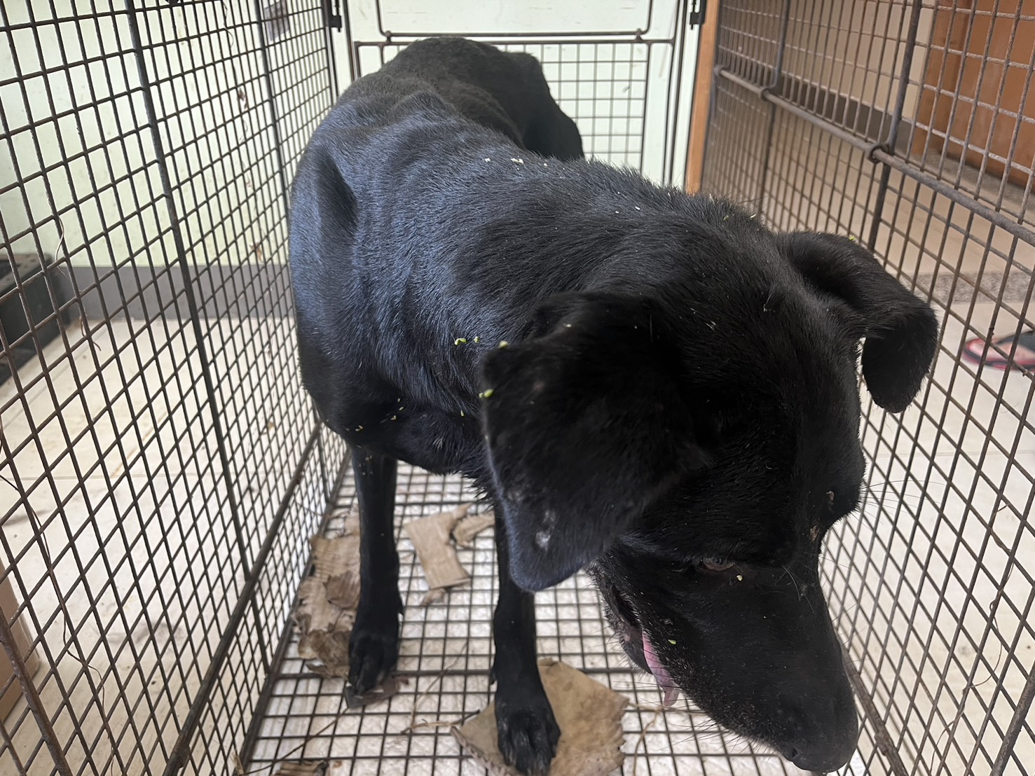 金門縣已領養狗 混種犬