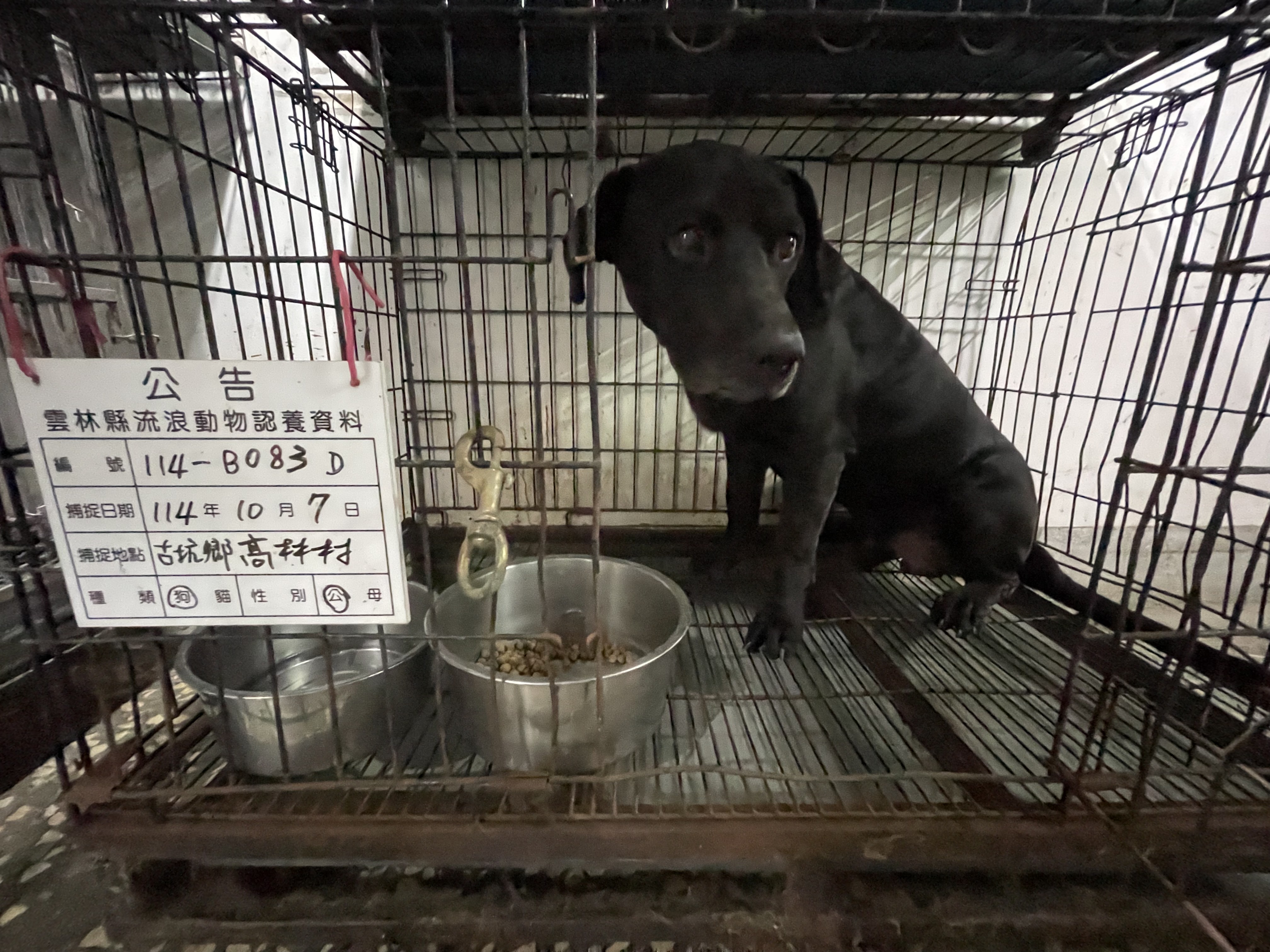 雲林縣已領養狗 混種犬