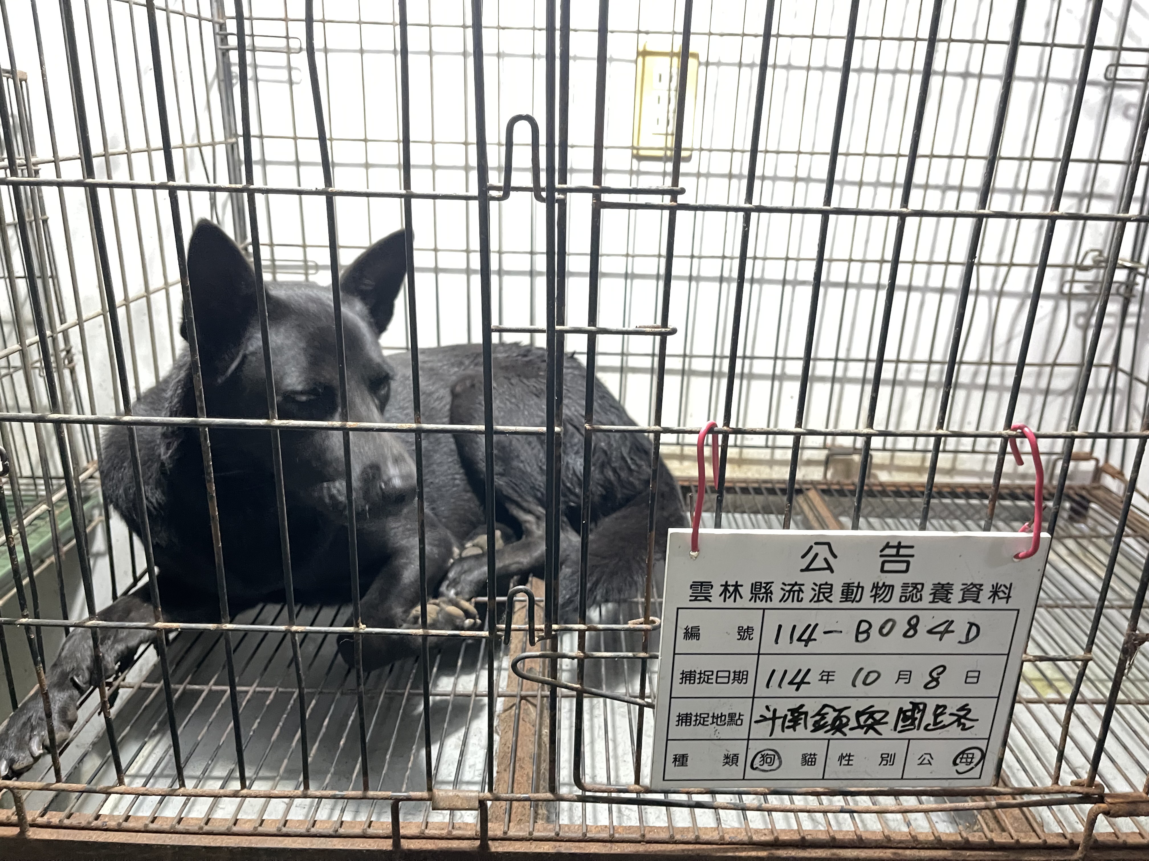 雲林縣待認養狗 混種犬