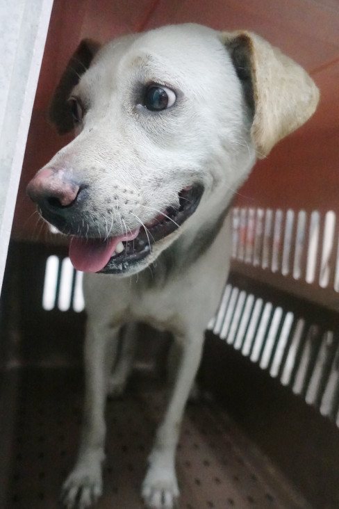 宜蘭縣已領養狗 混種犬