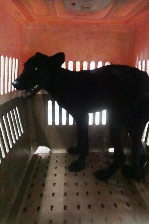 宜蘭縣已領養狗 混種犬