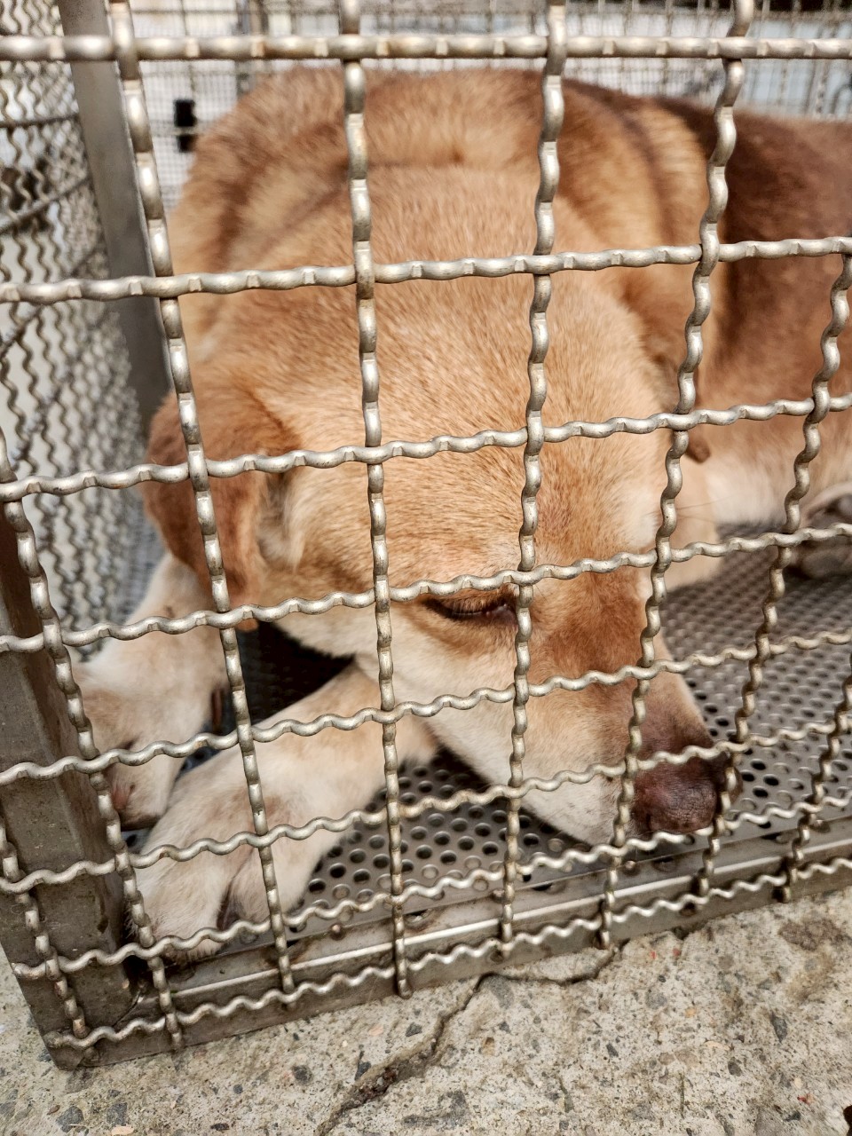 新北市已領養狗 混種犬